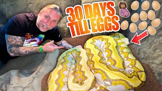 AWESOME NEWS!! 30 DAYS UNTIL MY SNAKE SNAKE LAYS HER EGGS!! | BRIAN BARCZYK