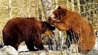 ខ្លាឃ្មុំមួយគូ A pair of bears.