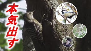 【野鳥観察】バードウォッチングするなら朝！キツツキの一生懸命さが可愛いすぎる...