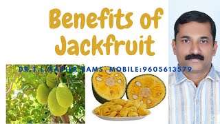 Unbelievable Benefits of Jack Fruits - Dr T L Xavier Reveals All!