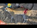 Leopardo herido mientras cazaba | Animales Salvajes Reales