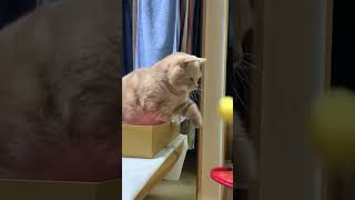 スマッシュ！#猫#猫動画＃子猫#ねこ＃猫好き＃かわいい猫#癒しの猫#ねこのいる暮らし#猫のおもしろ動画 #猫のいたずら#猫の癒し#猫のゴロゴロ音#猫のかわいい瞬間#ふわふわ猫