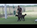 K9s for Warriors helps veterans suffering from PTSD | FOX 7 Austin