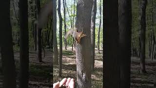 Белка любит орешки, а прыгать не любит / Squirrel loves nuts, but does not like to jump