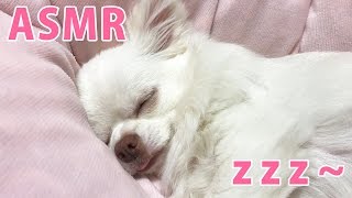 【ASMR】犬の幸せそうな寝息を感じられる！？コハクさんを体感する動画/【ASMR】 Feeling the dog breathing