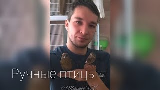 Ручные птицы Мисюкова В.В.