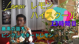 【レモンハイスクール】こんな苗木がいいんです！