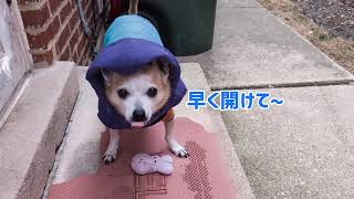 「愛犬チワワ」お母さん寒いの〜じゃ〜帰ります。体感温度マイナス11℃でもパトロール出陣のチワワ🐶　ご飯時間が近づいてくると落ち着かなくなる愛犬😍