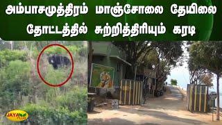 அம்பாசமுத்திரம் மாஞ்சோலை தேயிலை தோட்டத்தில் சுற்றித்திரியும் கரடி | Ambasamudram | Jaya Plus