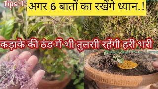 सर्दियों में तुलसी प्लांट को सूखने से कैसे बचाएं? /6 Care Tips/ जो तुलसी को रखेंगी हरा भरा।