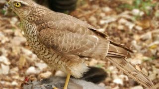 sparrow hawk training (for myna hunt)