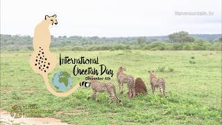 International Cheetah Day  | Big Cats