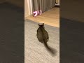 獲物（カシャぶん）を狙う子猫のおしりフリフリ shorts