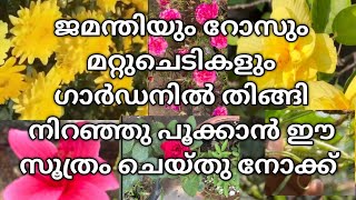 കഞ്ഞിവെള്ളവും സീക്രട്ട് ഇങ്ക്രിഡിയന്റും ചേർത്തുള്ള KIDILAN വളങ്ങളുടെ റിസൾട്ട് അപാരത! #kanjivellam💪