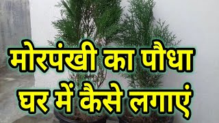 मोरपंखी का पौधा घर में कैसे लगाएं || How To Plant Thuja Plant At Home || morpankhi plant in pot