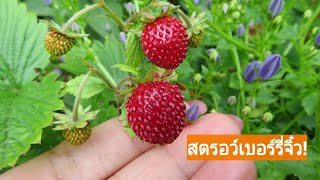 เก็บสตรอว์เบอร์รี่ป่า สตรอว์เบอร์รี่จิ๋วในสวนหลังบ้าน#Mini Strawberry🍓