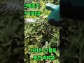 나리온21볼트 충전 바리깡 나리온충전예초기 충전예초기 나리온21볼트충전바리깡 나리온무선충전예초기 무선예초기 충전예초기 나리온 나리온42볼트충전예초기