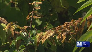 Drought in western Massachusetts sparks wildfire concerns