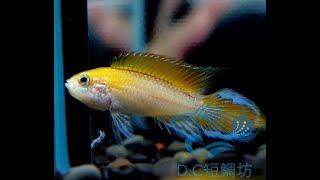 11/30【DC短鯛坊】B白水火焰阿卡西短鯛 No.B3【DwarfCichlid】