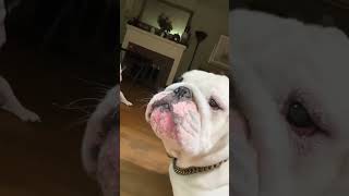 v15044gf0000co3l4cvog65m9dkic8p0 #bulldog #englishbulldog #cutedog #pets #cute #funny