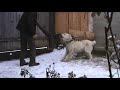 turkmen alabaj guarding test 8 central asian shepherd dog