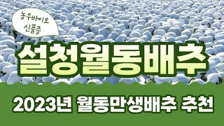 2023년 월동만생배추추천 설청월동배추