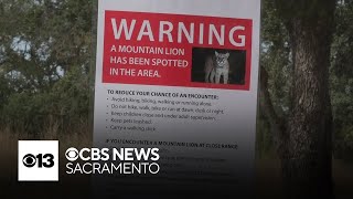 Roseville residents urged to be on alert after reported mountain lion sightings