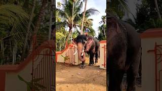 ദാ ഇവിടെ വെക്കാട്ടോ | Nayarambalam Rajashekharan Elephant #shorts