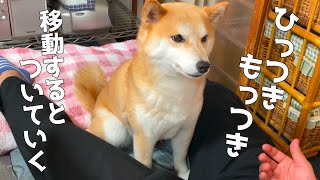 大好きなお兄ちゃんが来てしまうと乙女になる柴犬