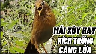 Tiếng chim hoạ mi mái xùy liên tục kích trống  ! mi mái xùy thúc bổi nhanh mở giọng hót