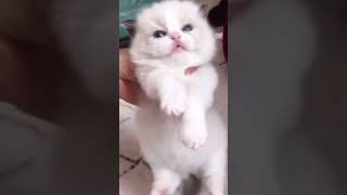 cute kitten milk drunk 🍼😻 _shorts cat meme_kitten💘 (tik tok video) #shorts cute kitten