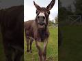 Donkey Fun 🥱🥱 #shortvideo #youtubeshorts #viral #viralvideo #donkey #shorts #shortfeed