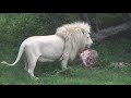 Lion feeding in Polokwane