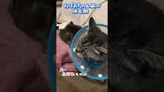 【本日のチャッピー】#猫#保護猫#おばあちゃん猫#換毛期#猫あるある#癒し