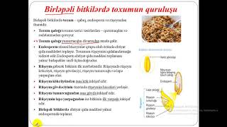 Toxumun quruluşu.Toxumun tərkibi.Toxumun tənəffüsü.Toxumun cücərməsi.Meyvə və toxumların yayılması.