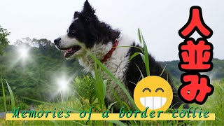 ハリーくんの散歩日記とロングリードで遊ぶ日々 #ボーダーコリー #虹の橋 #bordercollie