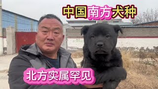 中国南方犬种，目前北方实属罕见，让亮哥市场里苦苦寻觅