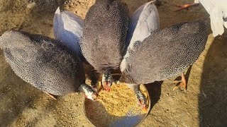 Guinea Fowl Bird Feeding Time Assam