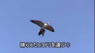 洋上を渡るヒヨドリの大群と、それを襲うハヤブサ♂♀の見事な連携プレー。