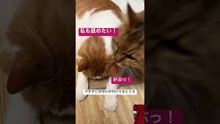 独り占め #shorts #cat #猫のいる暮らし #闘病中 #高齢猫 #ねこ #糖尿病猫 #糖尿病 #老猫 #多頭飼い #マタタビ