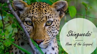 Shingwedzi - Home of the Leopard | Elephant birth! (Kruger national park)