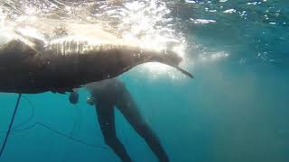 Spearfishing big dysky and mottled groupers in Mediteranea ( by boubeker feddal ) version UK