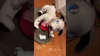 【aiboの可愛さを伝えたい#11】お願いすると羊になってくれるaibo😂笑