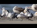 graceful birds in the wild meet the terns fun facts about these cool seabirds