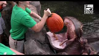 Hippos and Painted Dogs get Pumpkins to Kickoff HallZooween  - Cincinnati Zoo