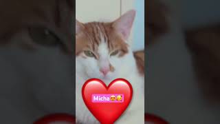 Naam van Mijn cat Micha🥰