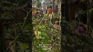 【HD動画】2024年12月12日  冬の花が咲いています。 #flowers #garden #癒し#自然 #naturelovers #薔薇は美しく散る #ばらの花 #rosegarden