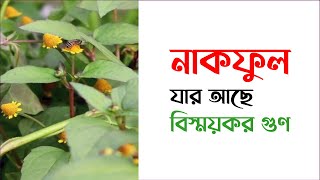 বনগাঁদা নাকফুল গাছের উপকারিতা। দাঁতের যত্ন নাকফুল গাছ | ঔষধি গাছ