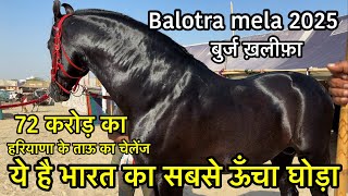 Uncle from Haryana gave a challenge, you will not find such a tall horse anywhere in India Balotr...