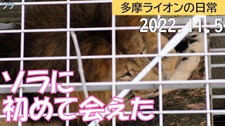 ソラに初めて会えた 2022/11/5【多摩ライオン】